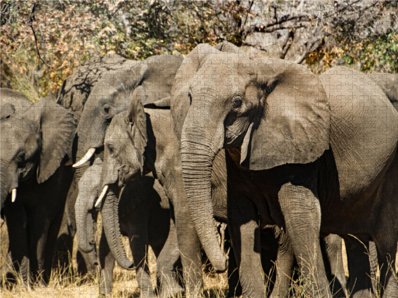 Elefanten im Bwabwata Nationalpark