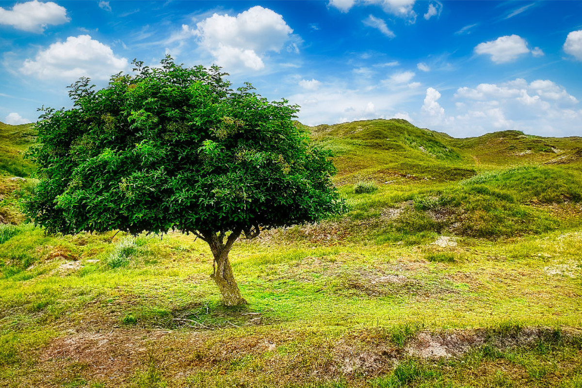 Grüne Dünen Landschaft