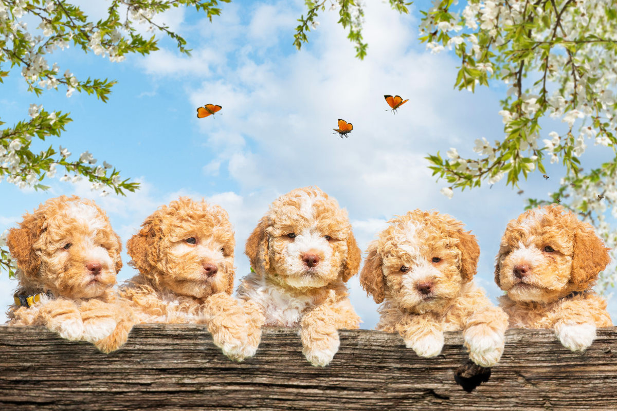 Ein Motiv aus dem Kalender Lagotto Romagnolo - Bilder aus der Kinderstube