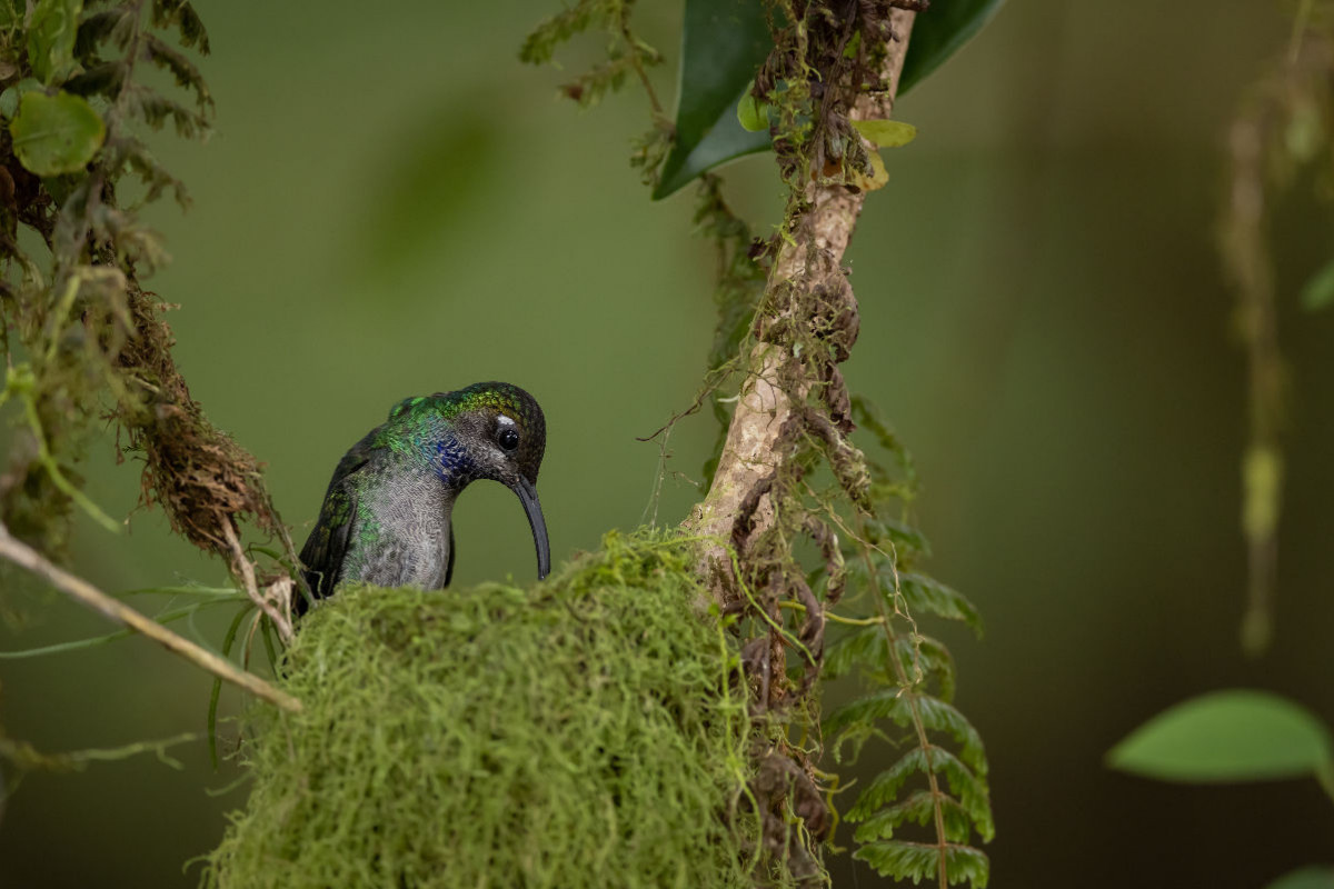 Grüner Schattenkolibri (Costa Rica)