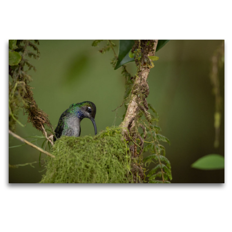 Grüner Schattenkolibri (Costa Rica)