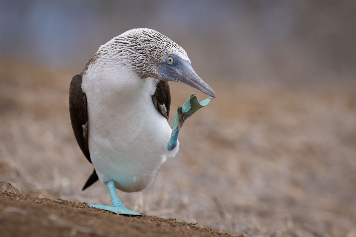 Blaufußtölpel (Ecuador)