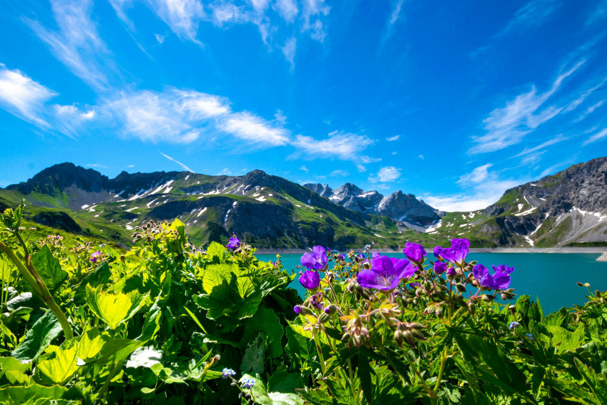 Flora am Lünersee