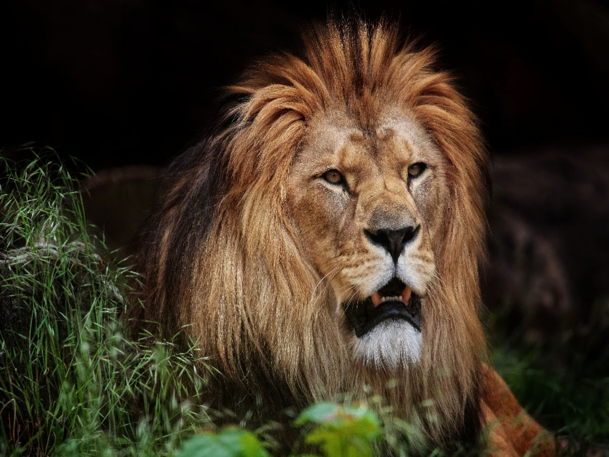 Berber-Löwe