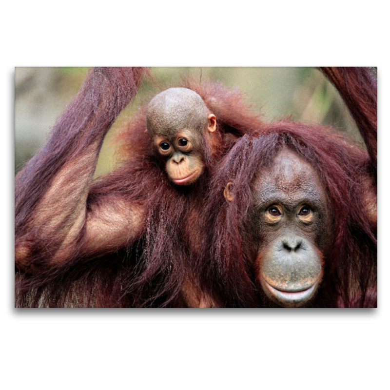 Orang-Utan Mutter mit Kind