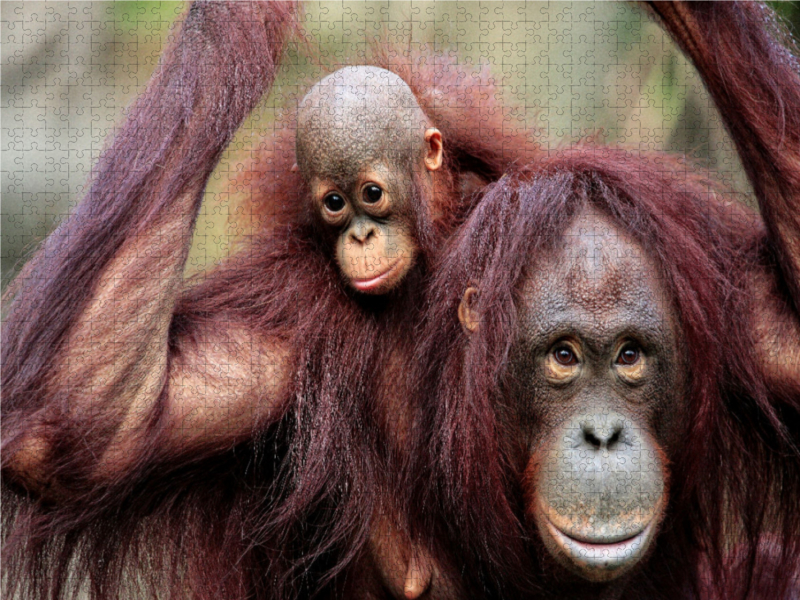 Orang-Utan Mutter mit Kind