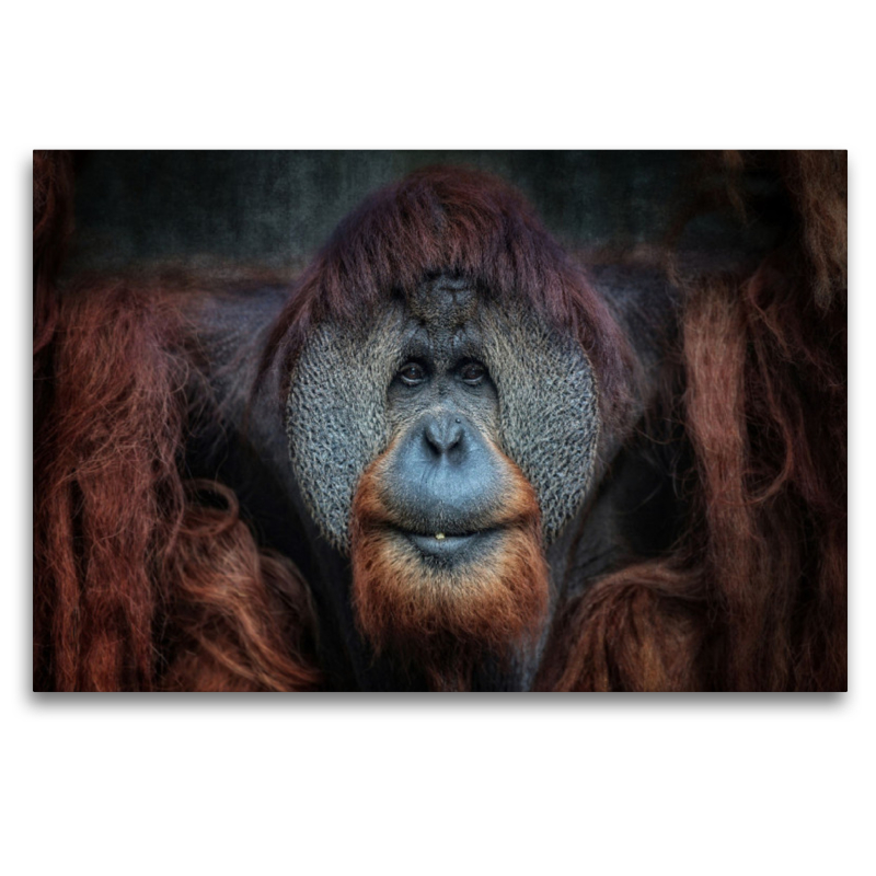 Orang-Utan