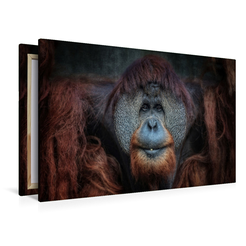 Orang-Utan