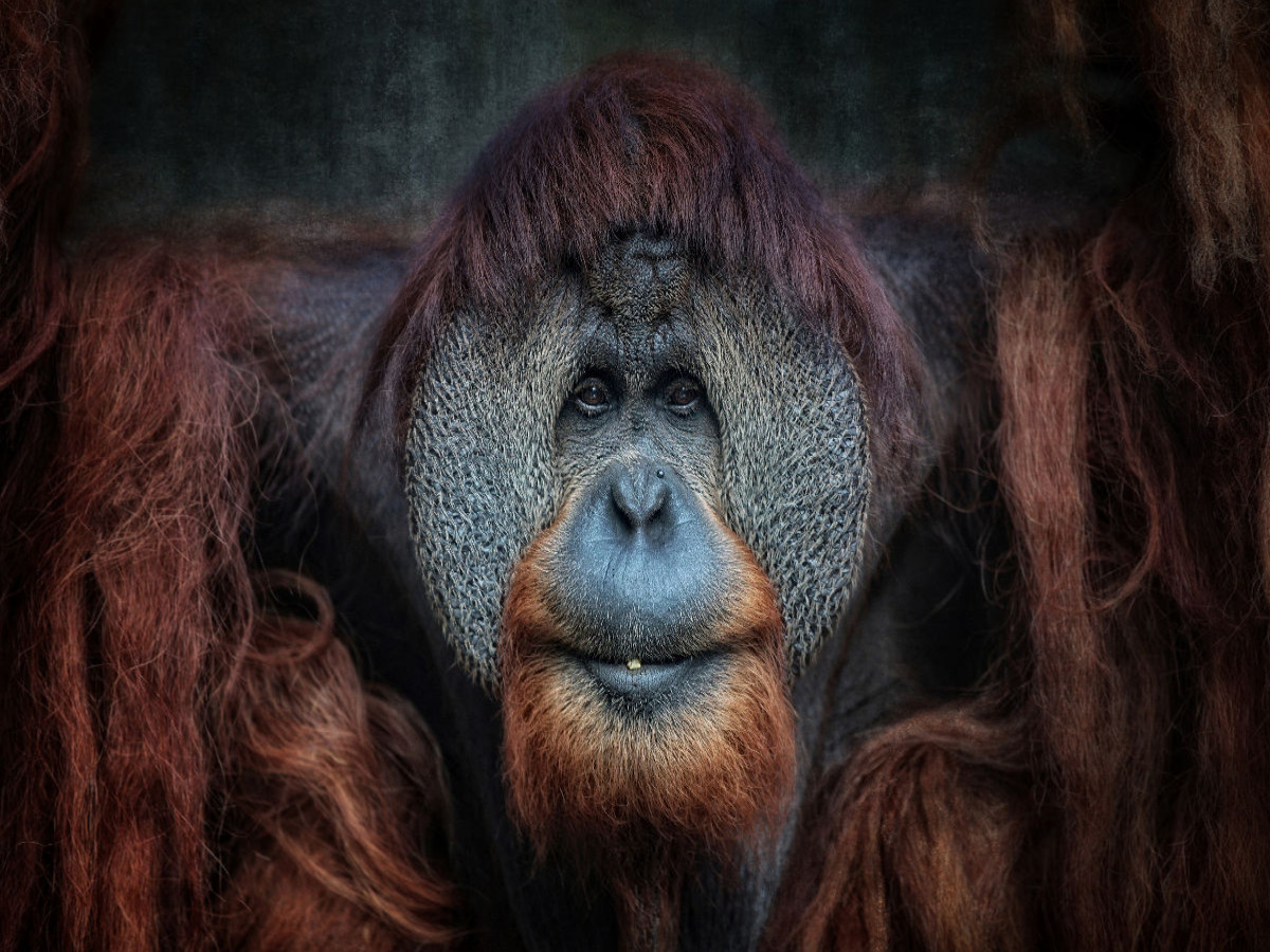 Orang-Utan