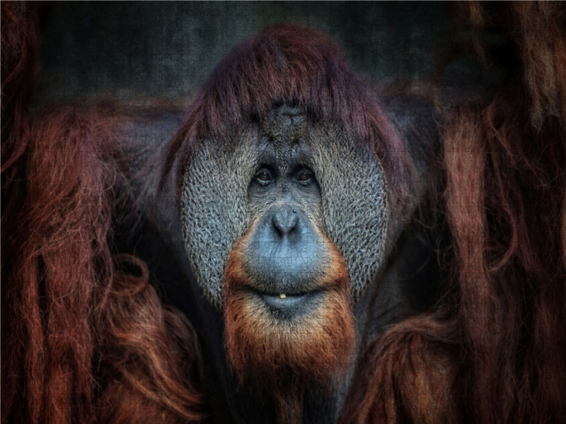 Orang-Utan