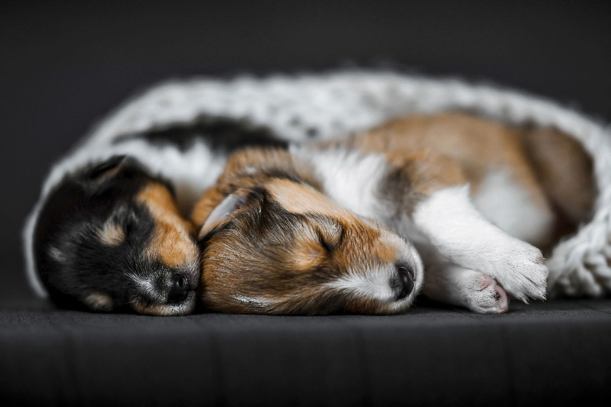 Colliewelpen kuscheln zusammen