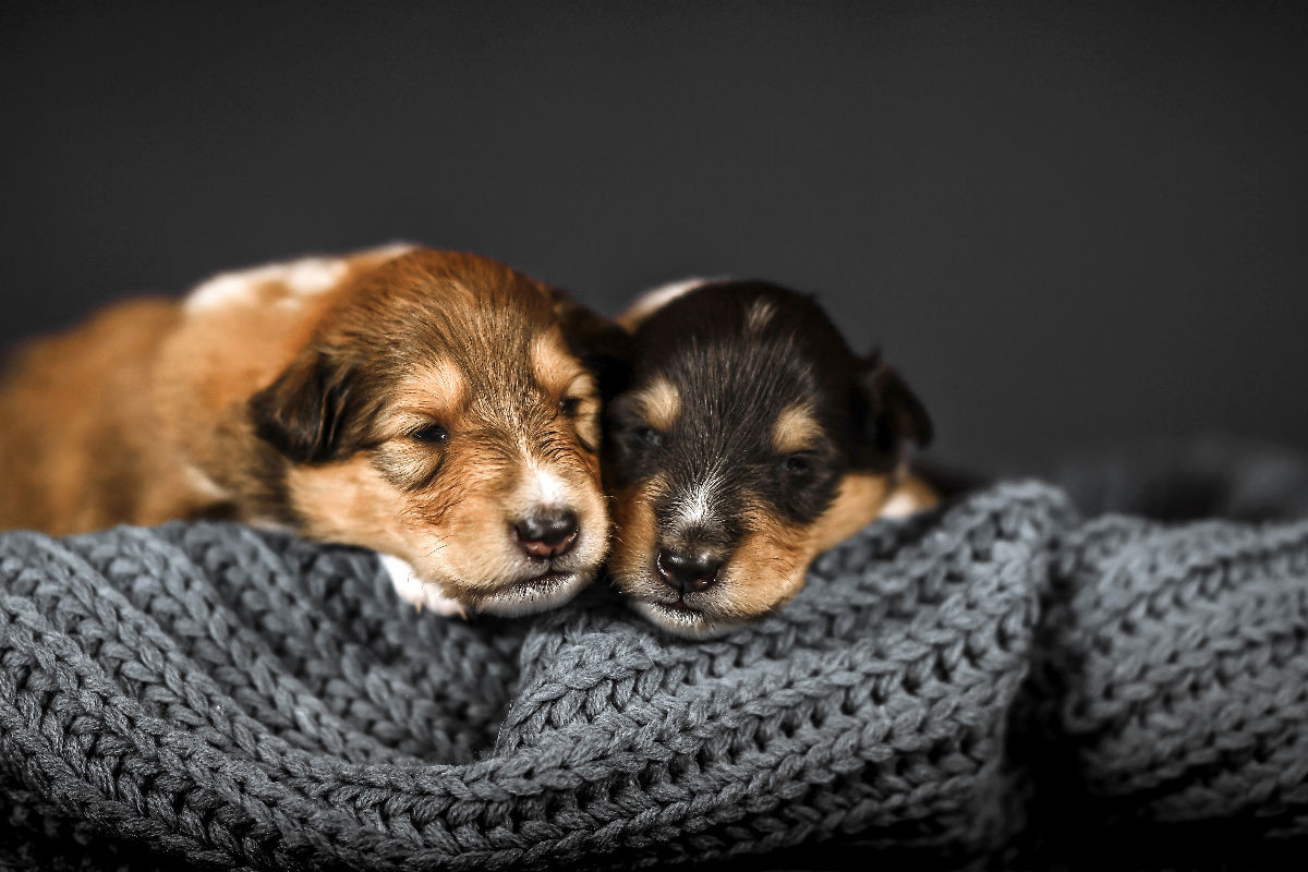 Junge Collies schlummern aneinander gekuschelt