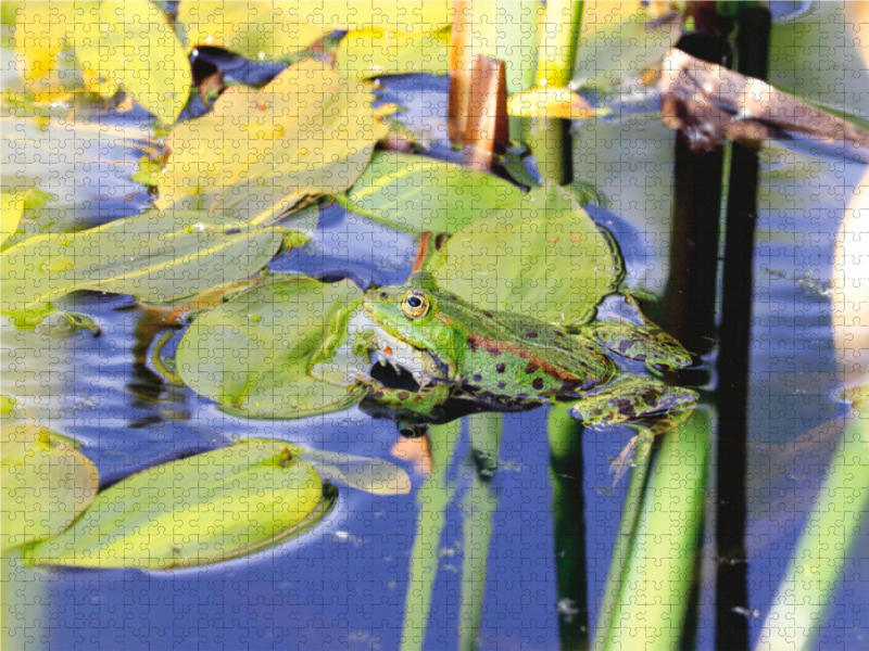 Gelassener Teichfrosch