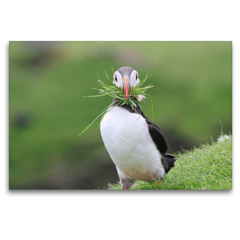 Ein Motiv aus dem Kalender Papageientaucher 2022 - Magische Vögel des Nordmeers