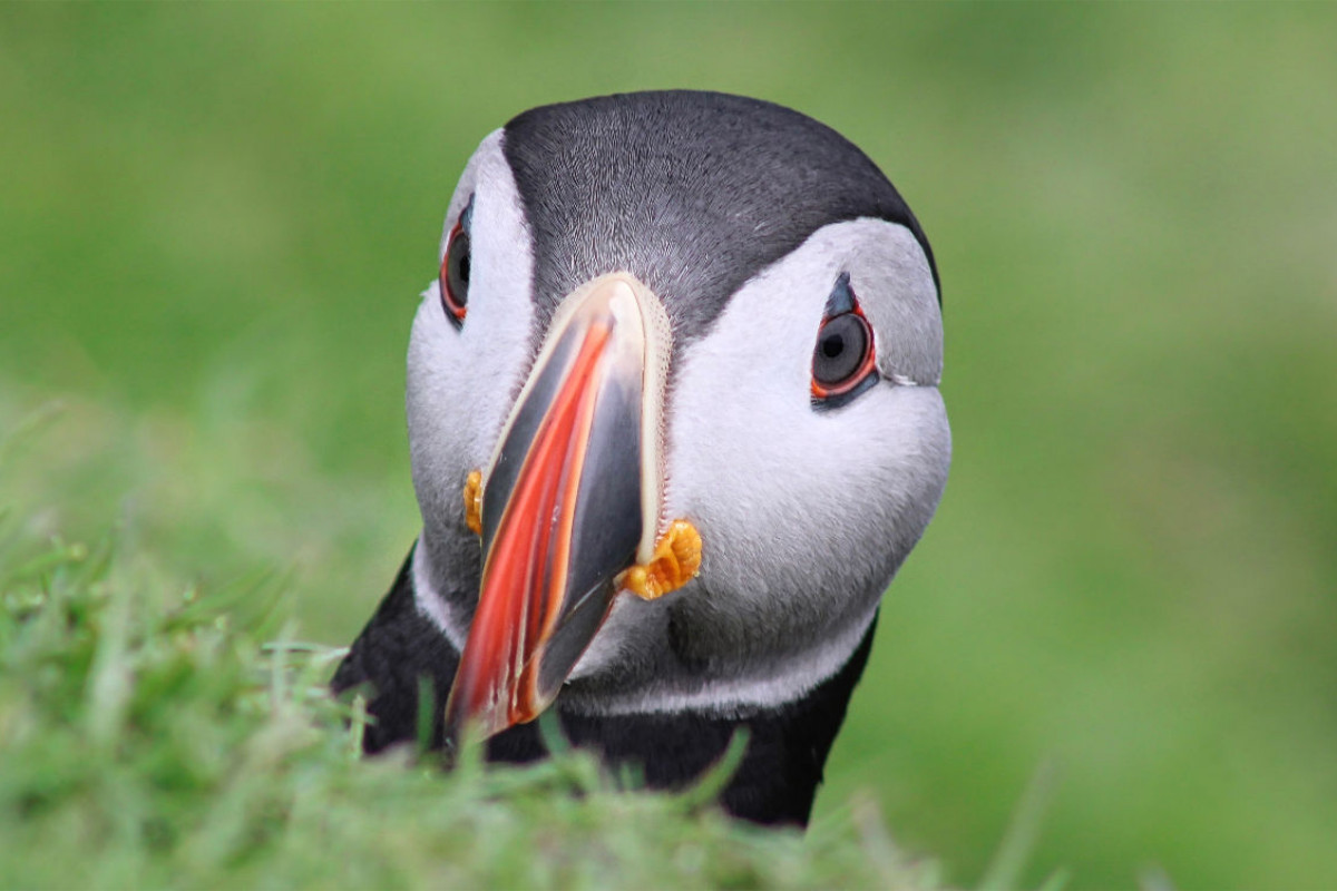 Ein Motiv aus dem Kalender Papageientaucher 2022 - Magische Vögel des Nordmeers