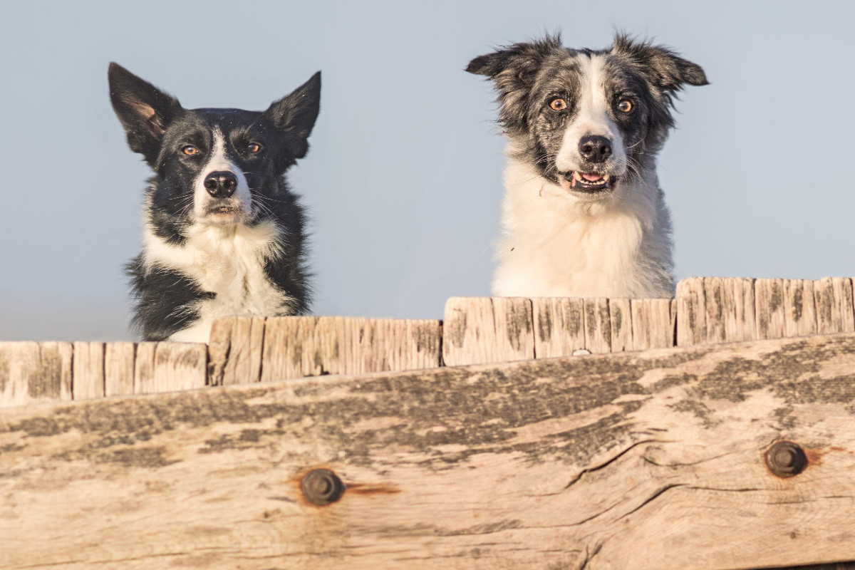 Ein Motiv aus dem Kalender Strand-Strolche