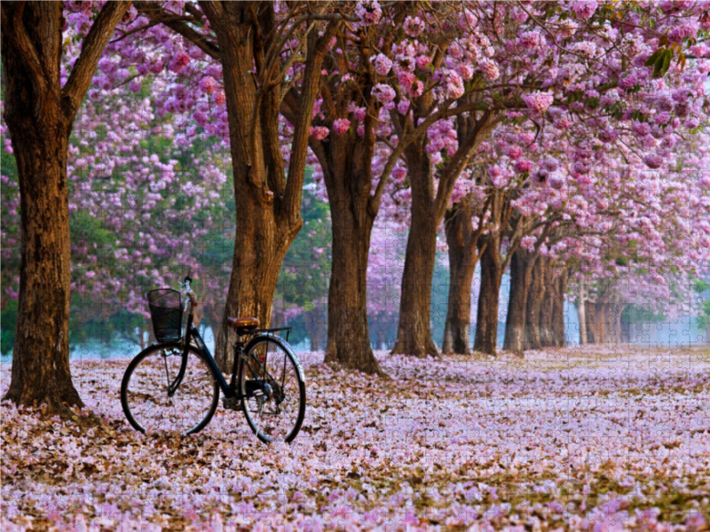 Fahrrad im Park