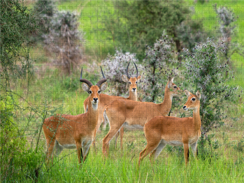 Herde Uganda-Kobs im Murchison Falls Nationalpark