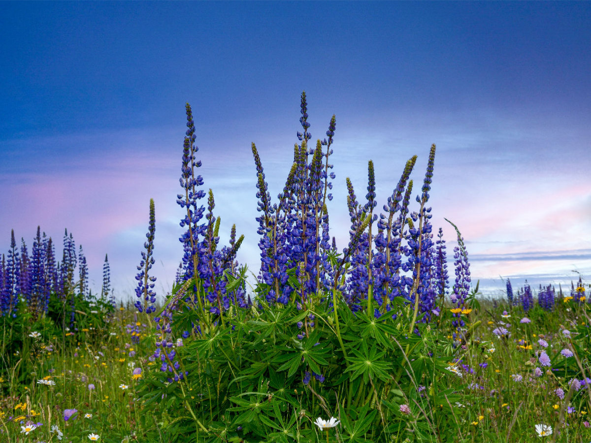 Lupinen