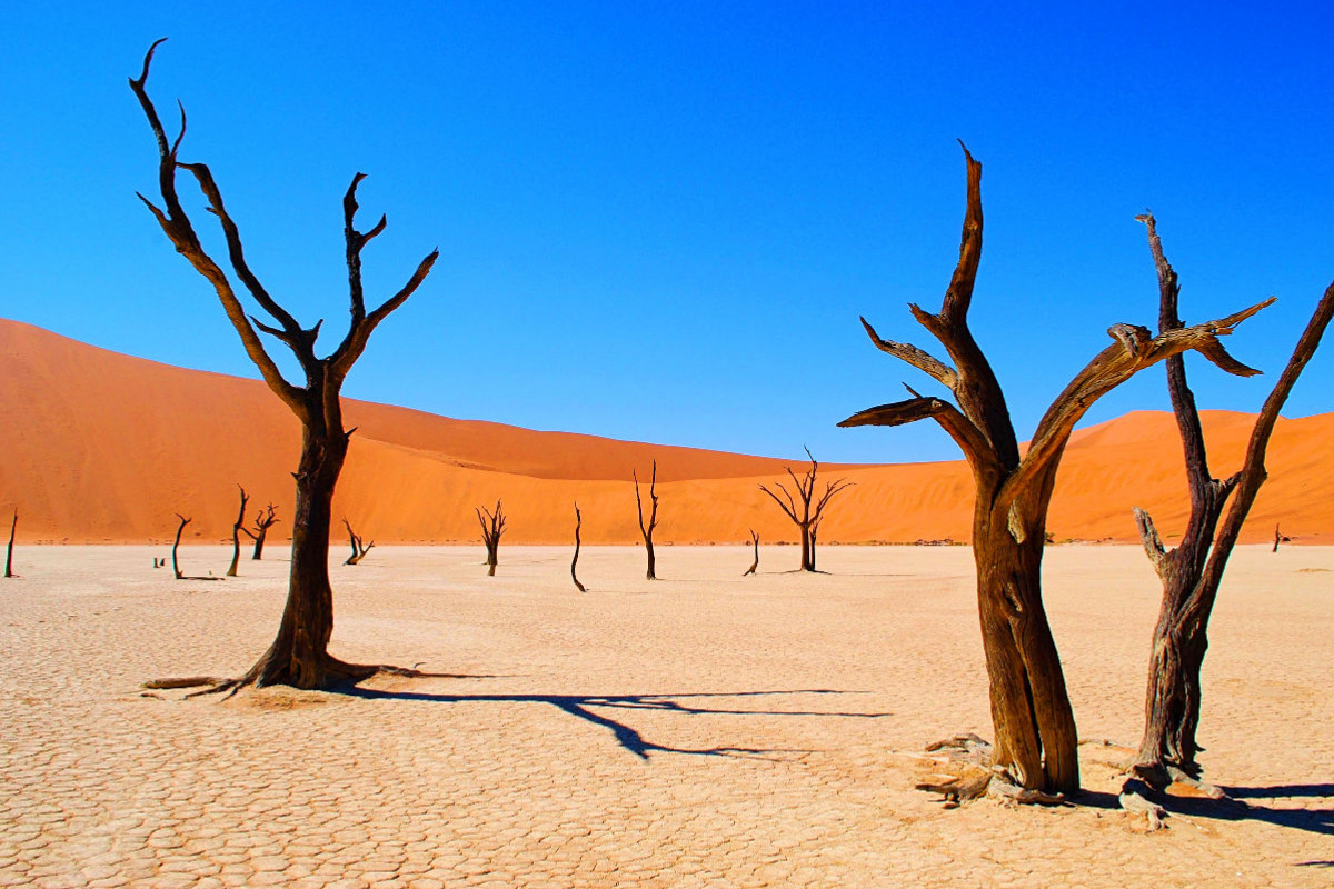 500 Jahre alte Akazienbäume im Deadvlei, Namibia