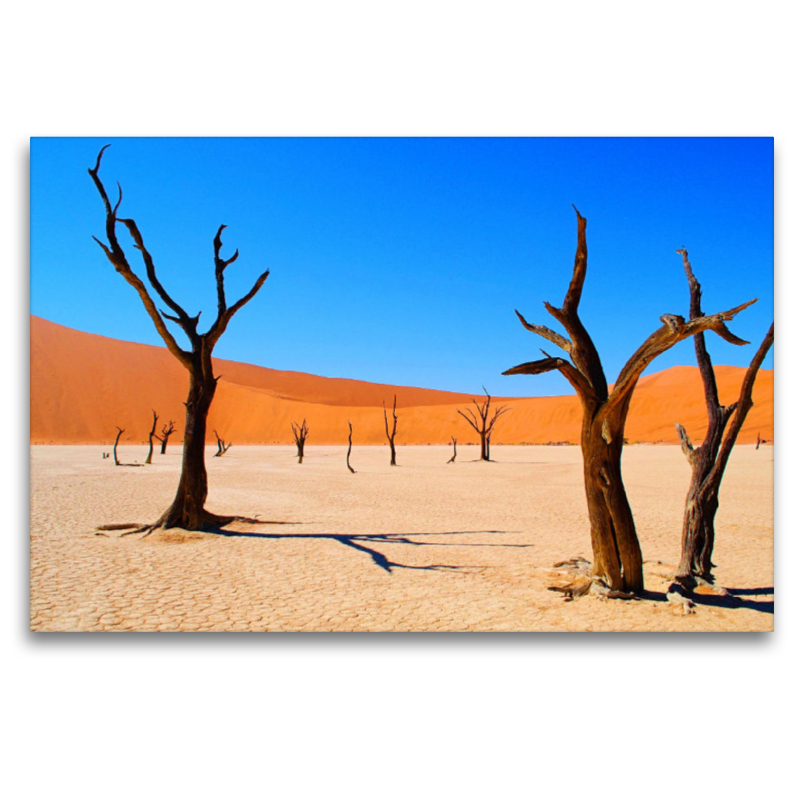 500 Jahre alte Akazienbäume im Deadvlei, Namibia