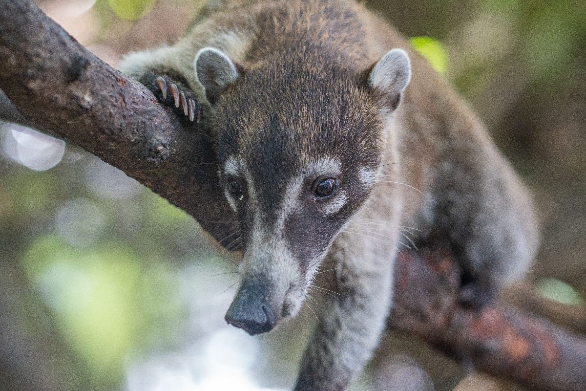 Süßer Nasenbär sitzt auf dem Baum