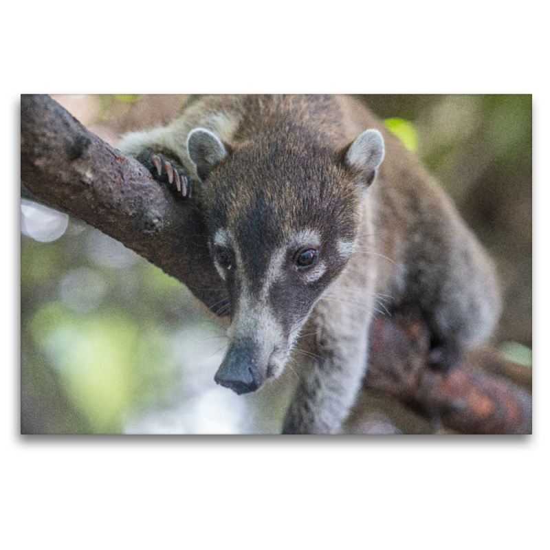 Süßer Nasenbär sitzt auf dem Baum