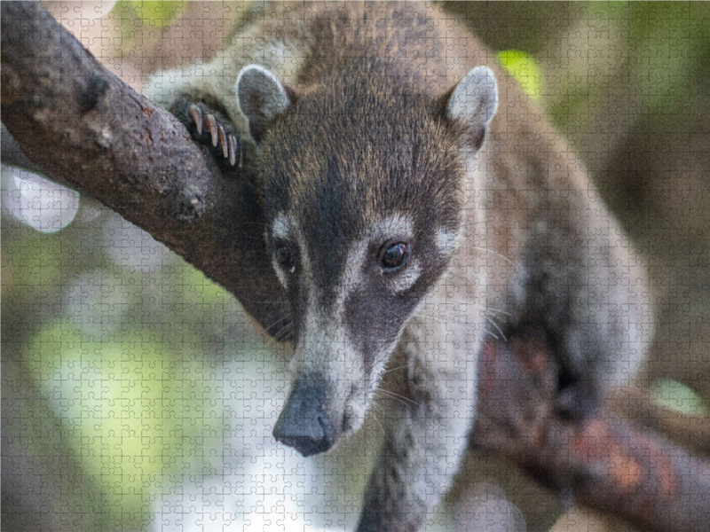 Süßer Nasenbär sitzt auf dem Baum