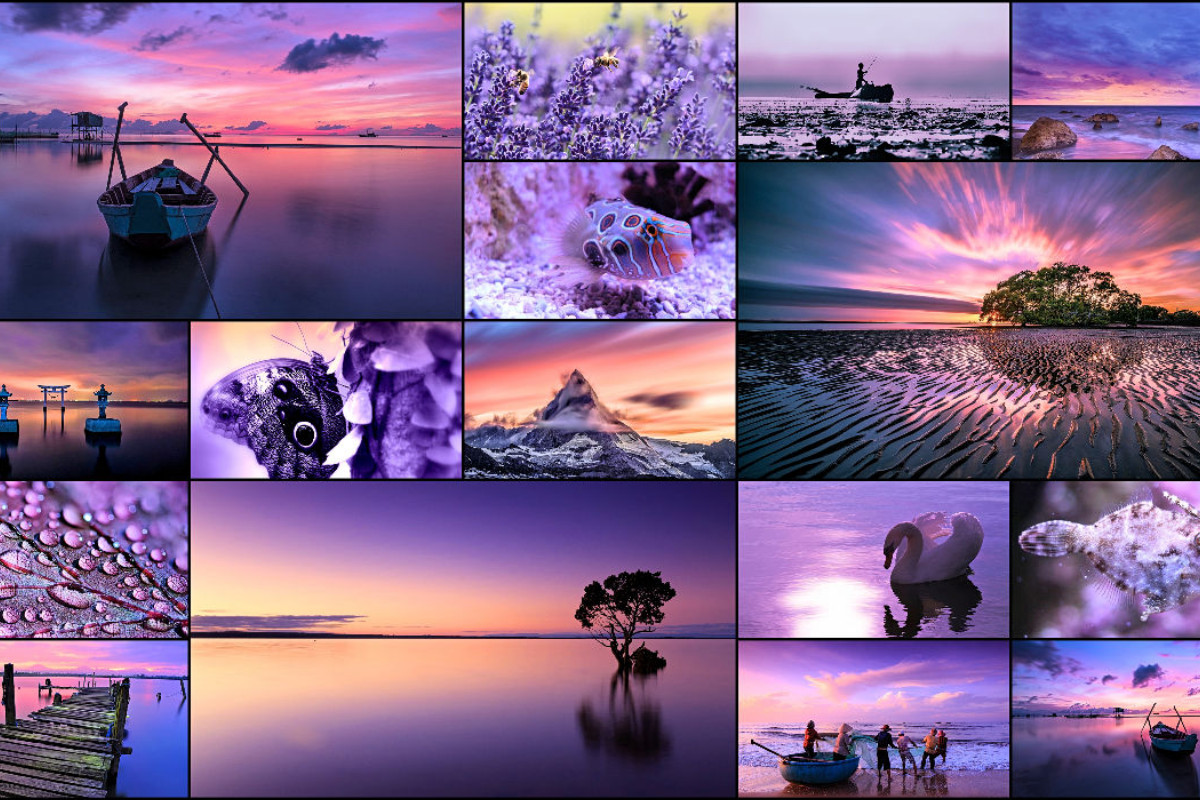 Purple Journey