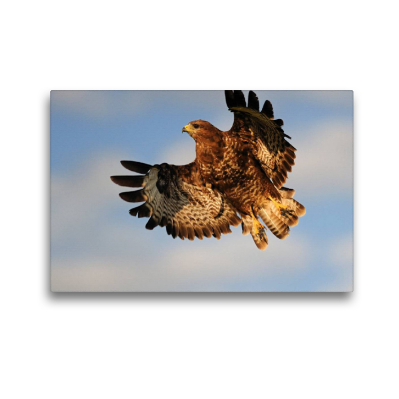 Bussard