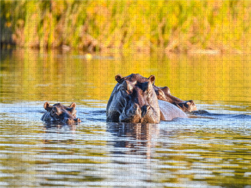 Nilpferdfamilie