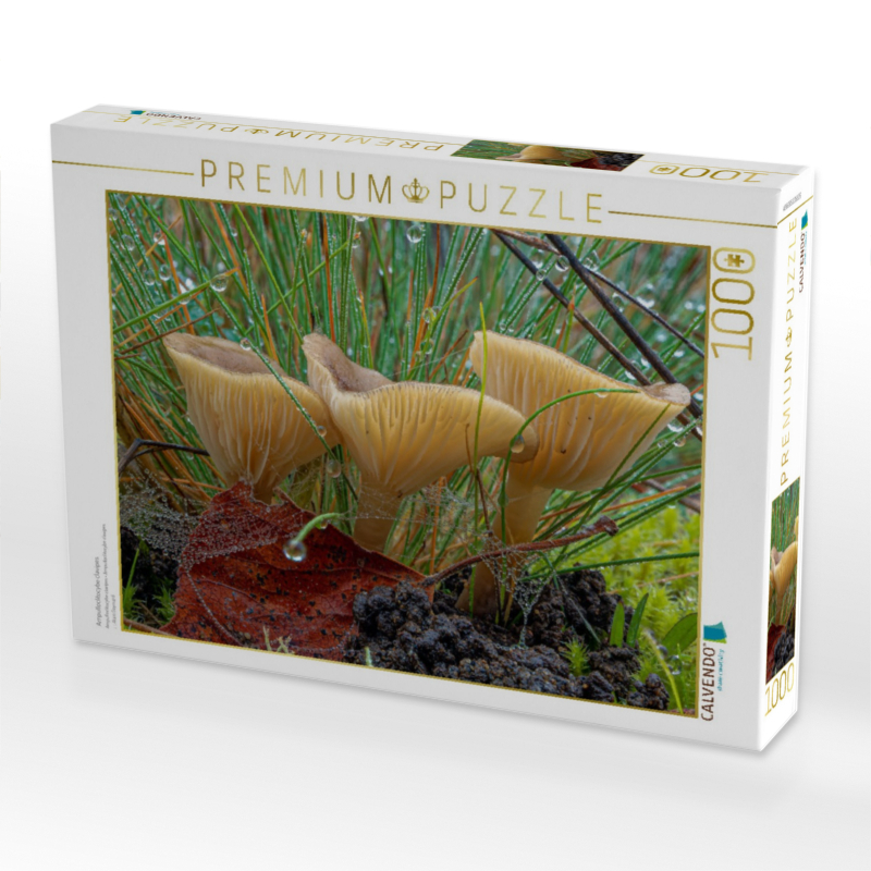 Ampulloclitocybe clavipes