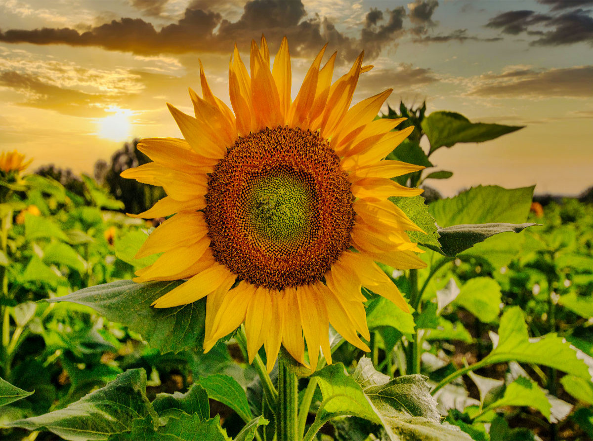 Sonnenblumenfeld in der Lausitz