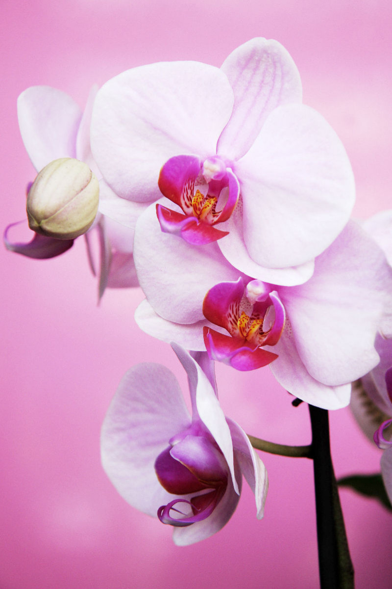 Phalaenopsis