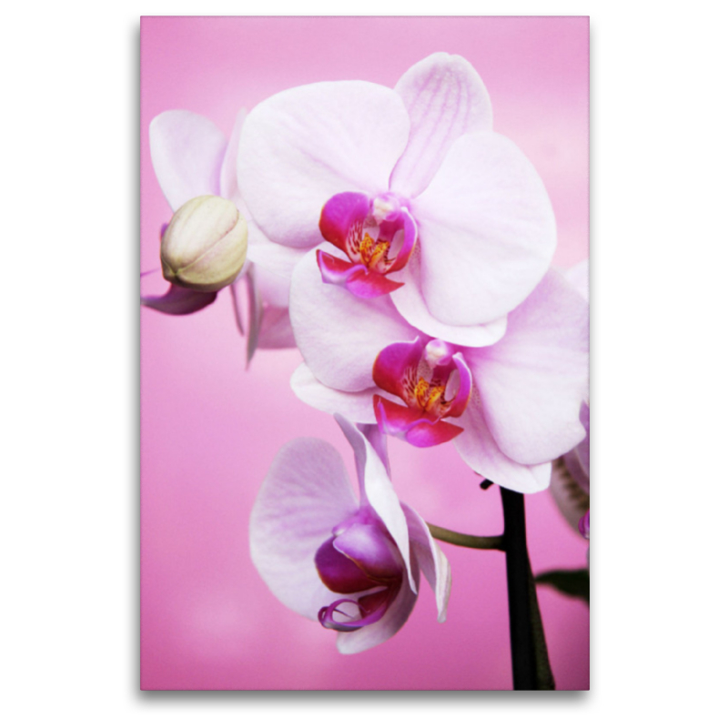 Phalaenopsis