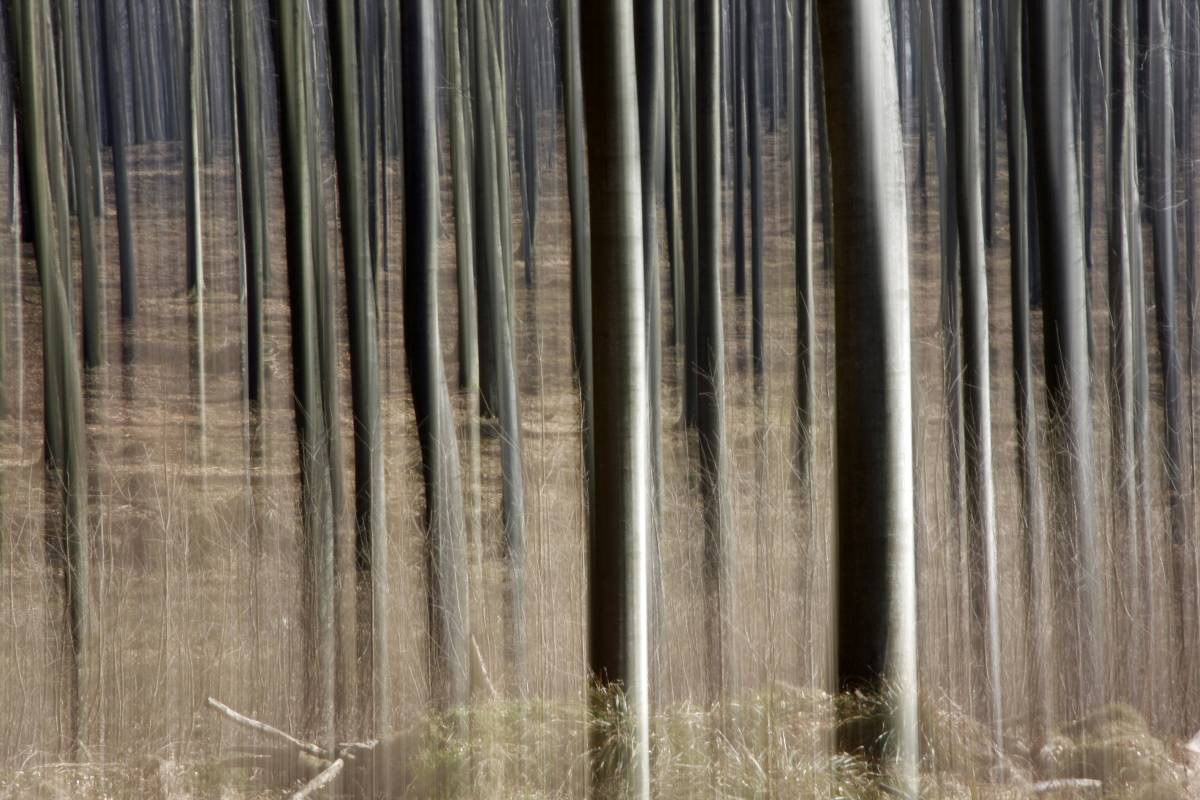 Ein Motiv aus dem Kalender Natur pur - ein Buchenwald im Wandel der Jahreszeiten