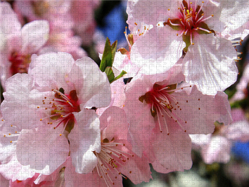 Prunus dulcis var. amara -Bittermandelblüte