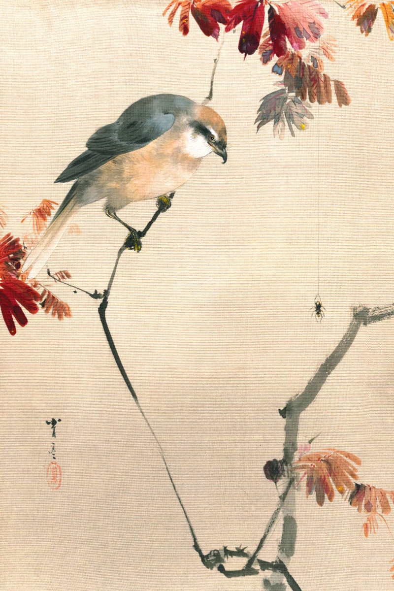 Watanabe Seitei (1851-1918): Vogel auf einem Zweig, eine Spinne beobachtend, ca. 1887