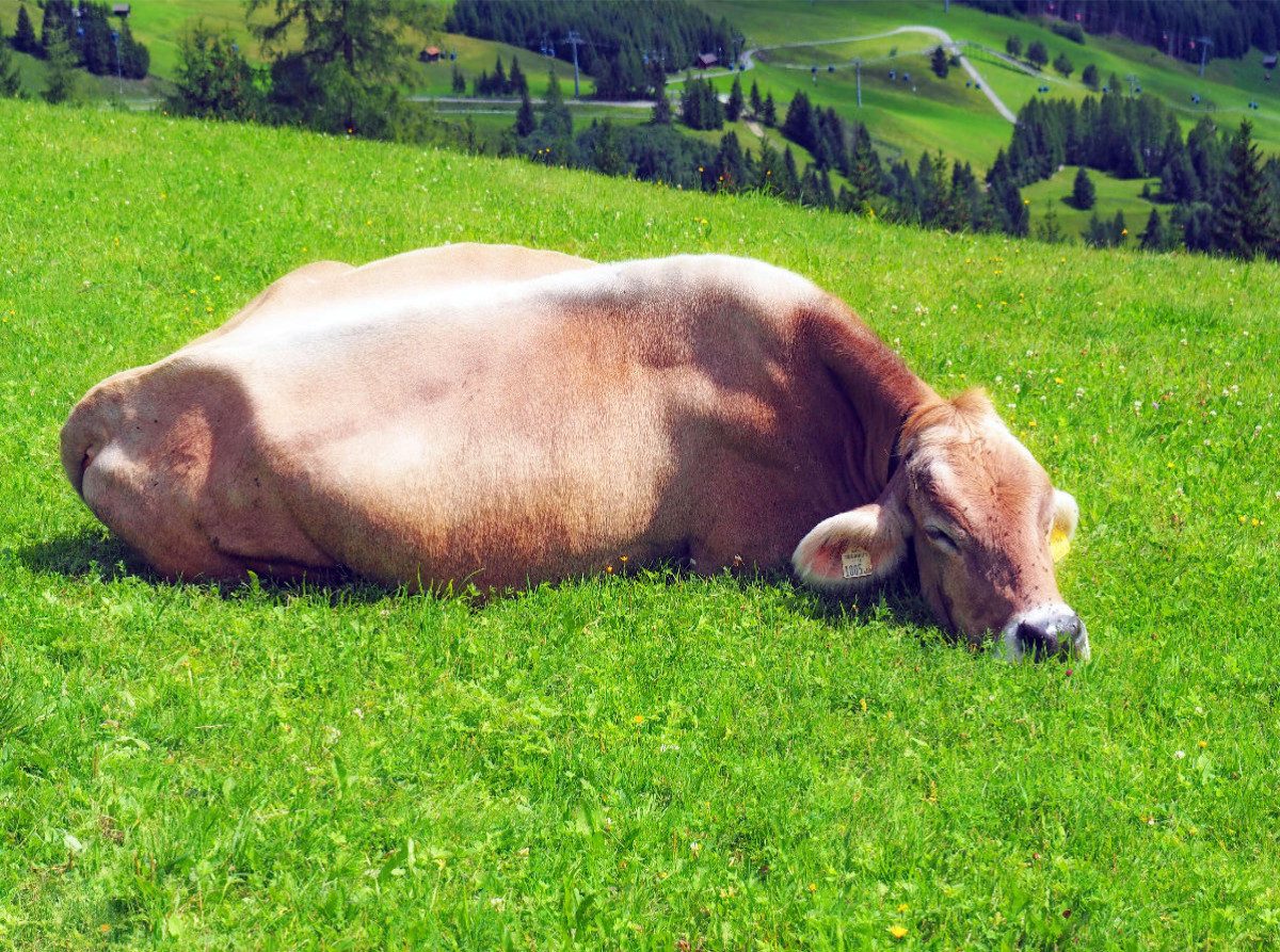 Allgäuer Kuh beim chillen