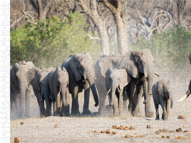 Auf dem Weg zum Khwai River, Botswana