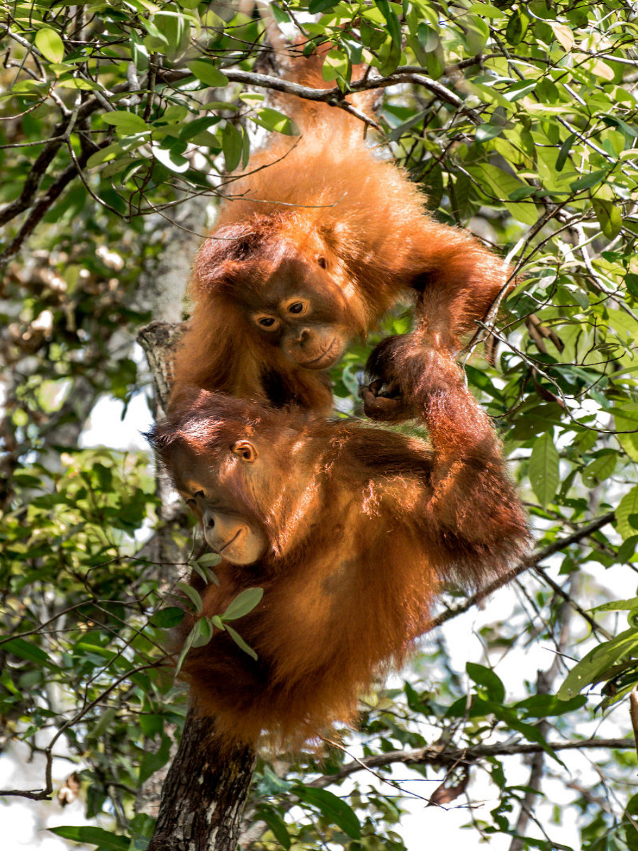 Das Sozialverhalten von Orang-Utans ähnelt dem des Menschen in weiten Teilen