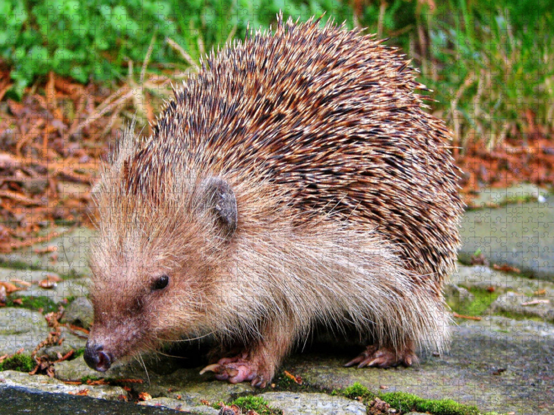 Igel