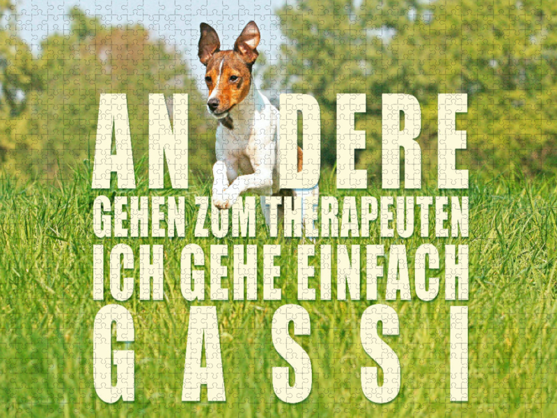 Jack Russell Terrier rennt über eine Wiese