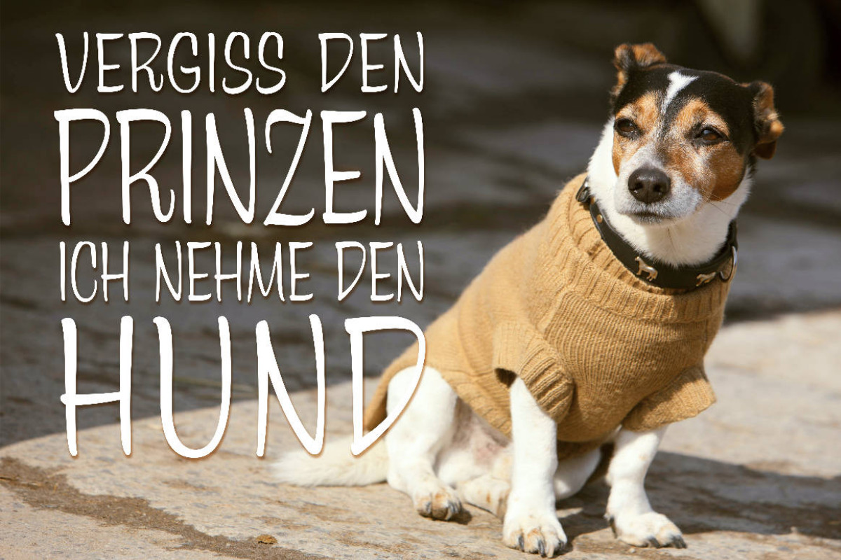 Jack Russell Terrier mit modebewußtem Hundeanzug