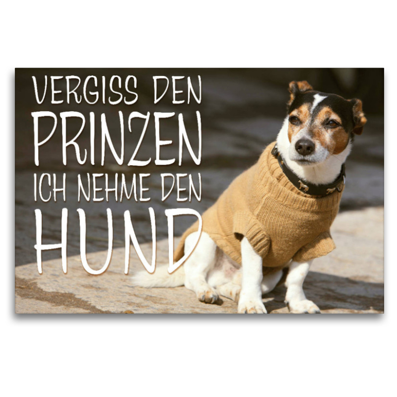 Jack Russell Terrier mit modebewußtem Hundeanzug