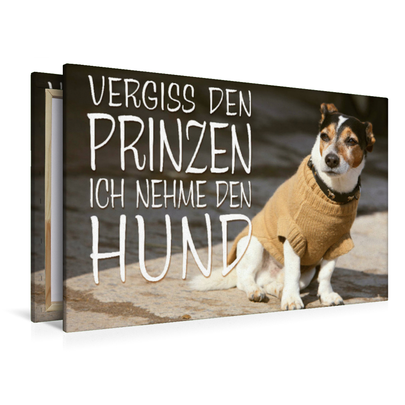 Jack Russell Terrier mit modebewußtem Hundeanzug