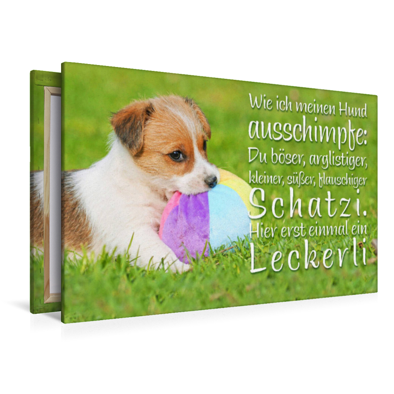 Jack Russell Terrier Welpe liegt in der Wiese und knabbert an einem Ball