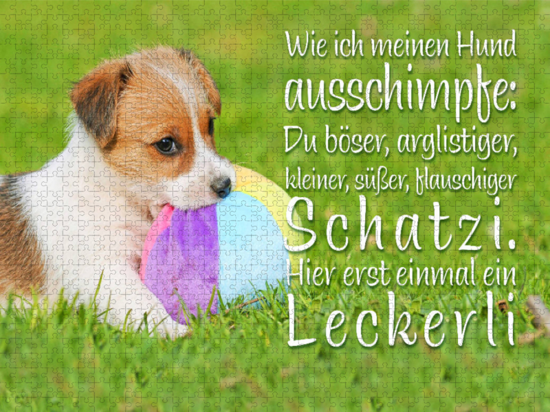 Jack Russell Terrier Welpe liegt in der Wiese und knabbert an einem Ball