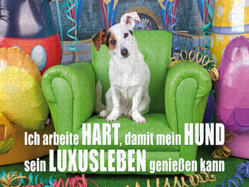 Jack Russell Terrier sitzt auf einem grünen Ledersessel und schaut neugierig in die Kamera