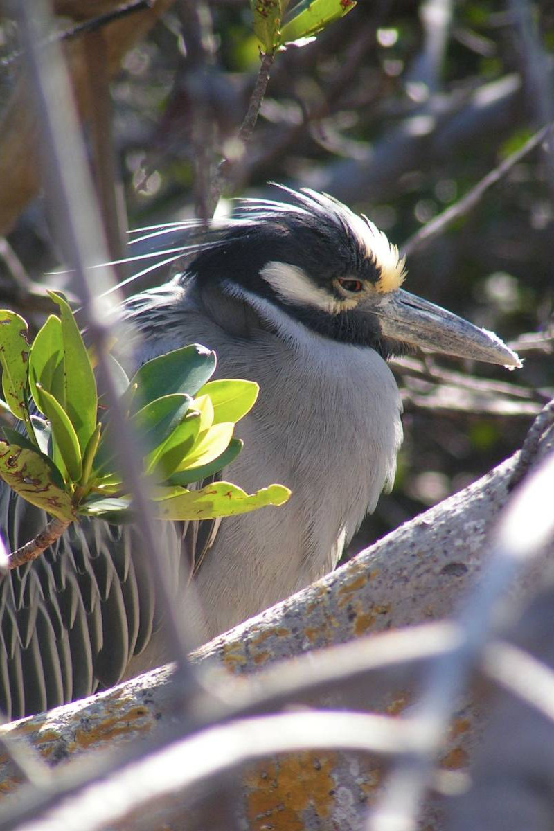 Gelb-gekrönter Nachtreiher (Nyctanassa violacea)